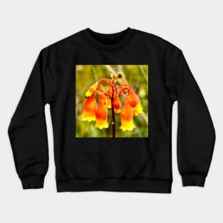 Christmas Bells Wildflower (Blandfordia grandiflora) Crewneck Sweatshirt